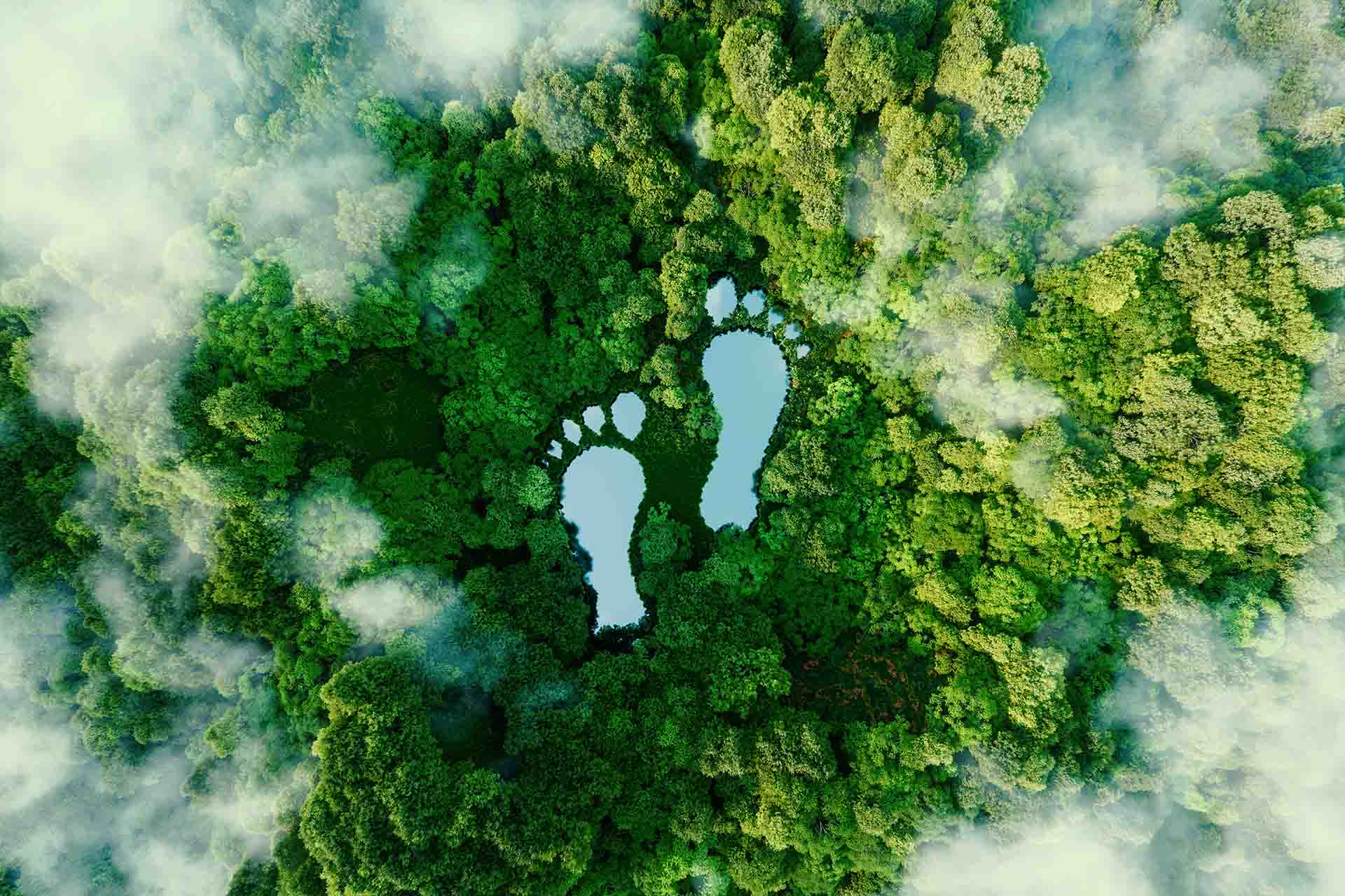 Footprints in a forest landscape